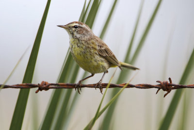 Palm Warbler