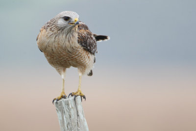 Red-shouldered Hawk