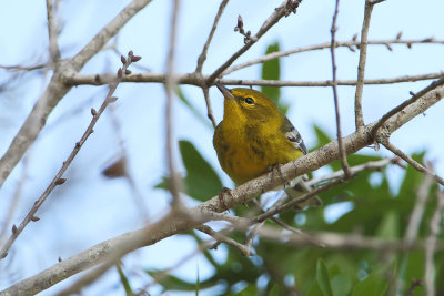 Pine Warbler