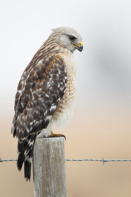 Red-shouldered Hawk