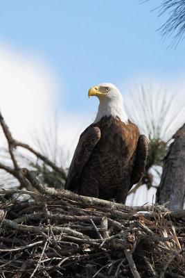 Bald Eagle