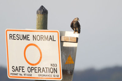 Snail Kite