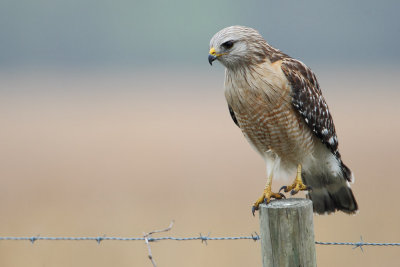 Red-shouldered Hawk