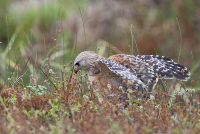 Red-shouldered Hawk