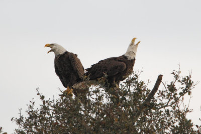 Bald Eagle