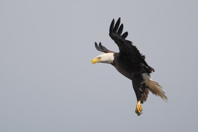 Bald Eagle