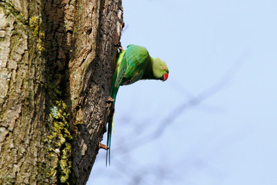 Rose-ringed Parakeet