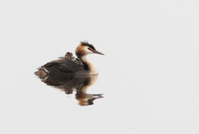 Great-crested Grebe