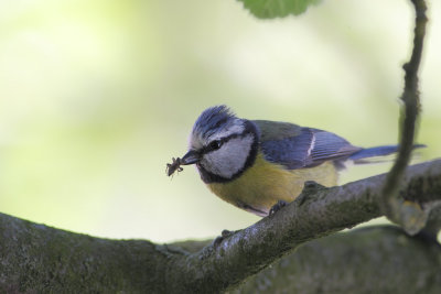 Blue Tit