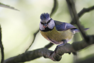 Blue Tit