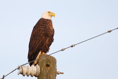 Bald Eagle