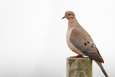 Mourning Dove