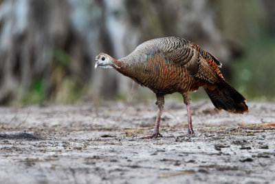 Wild Turkey