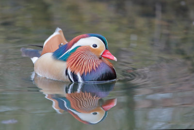 Mandarin Duck