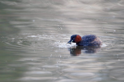 Little Grebe