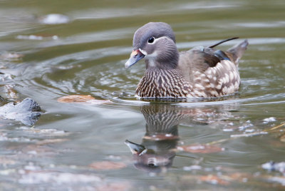 Mandarin Duck