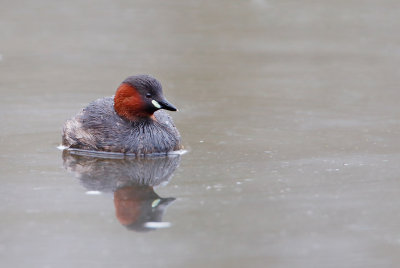 Little Grebe