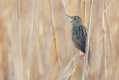 Common Grasshopper Warbler