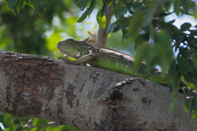 Green Iguana