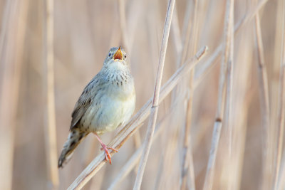 Common Grasshopper Warbler