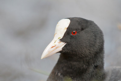 Common Coot