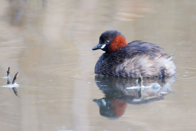 Little Grebe