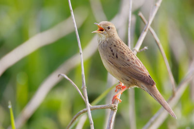 Common Grasshopper Warbler