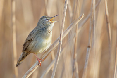 Common Grasshopper Warbler