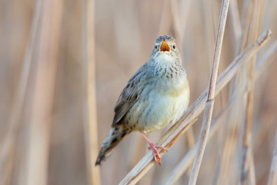 Common Grasshopper Warbler