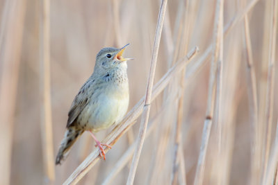 Common Grasshopper Warbler