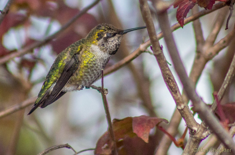 Fort Bragg & Mendocino, California, November 22-24, 2015