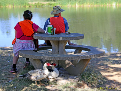 WorldFest campgrounds/Lott Lake