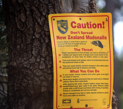 Watch out for New Zealand mudsnails!