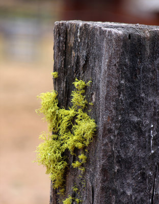 Mossy stump