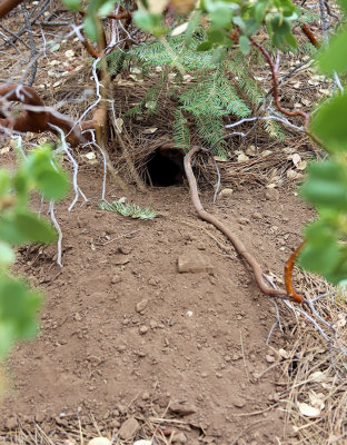 Varmint-dug hole