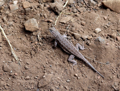 Lizard