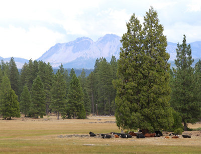 Serene cattle on Thatcher Ranch, with Lassen Peak