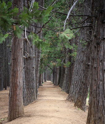Trail near Lake McCumber