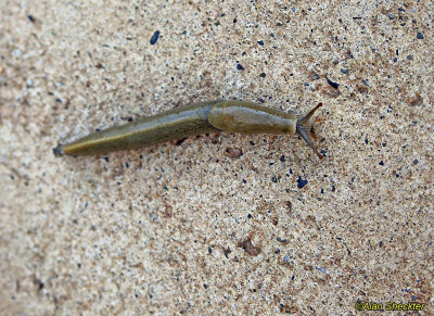 Resident slug