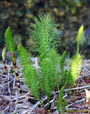 Horsetails