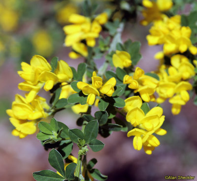 Scotch Broom along the trail