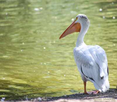 Zuri's first birthday at Sacramento Zoo, August 13, 2015