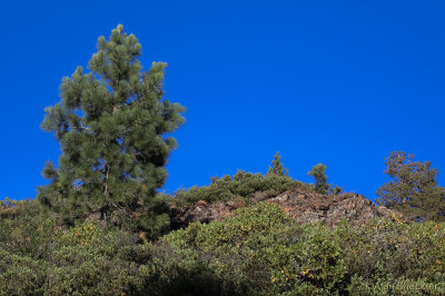 Guitarfish site/Cisco Grove Campground