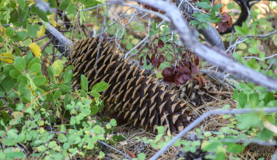  Guitarfish's Cisco Grove campground