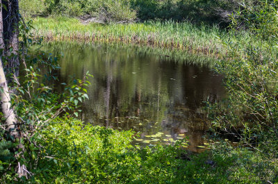  Guitarfish's Cisco Grove campground