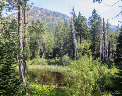 Guitarfish's Cisco Grove campground