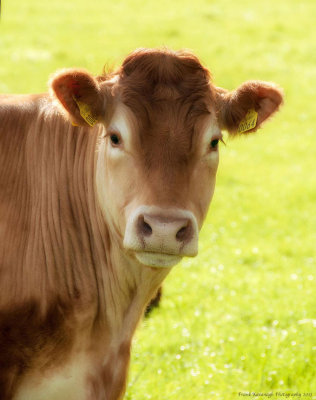 An Irish Cow