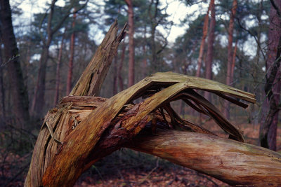 Loonse en Drunense Duinen - MAST