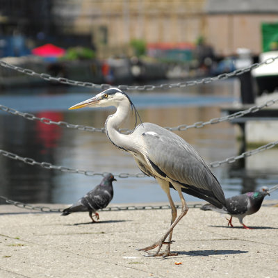 DSC_0233.jpg