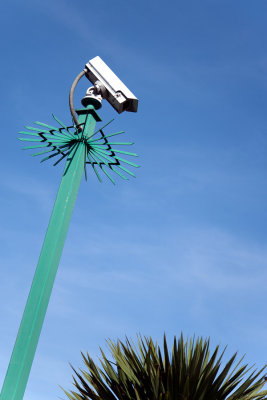 Palm Spy